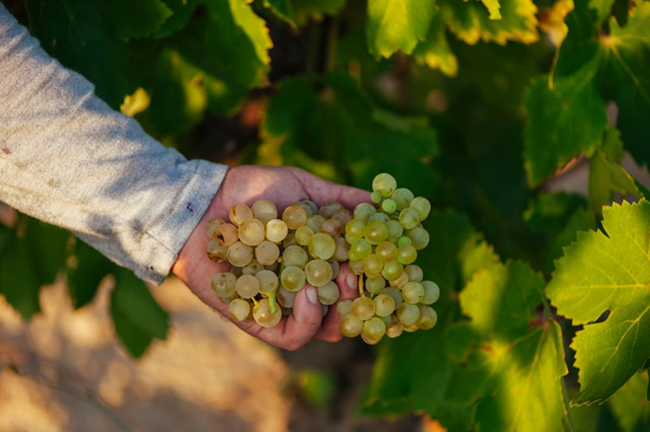 1-rioja-grado-alcoholico