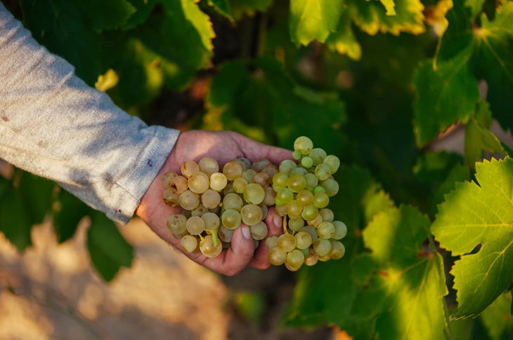 1-rioja-grado-alcoholico