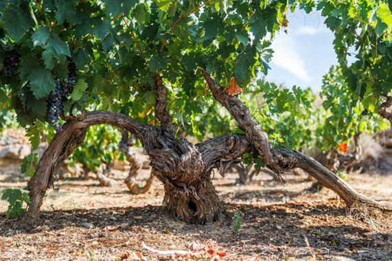 2-rioja-vinedo-viejo-centenario.html