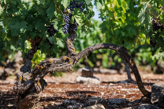 2-rioja-vinedo-viejo-centenario.html