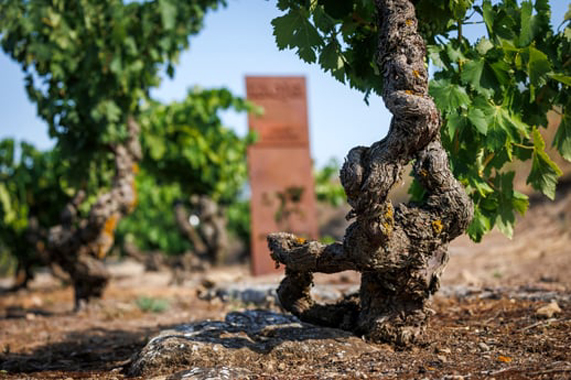 2-rioja-vinedo-viejo-centenario.html