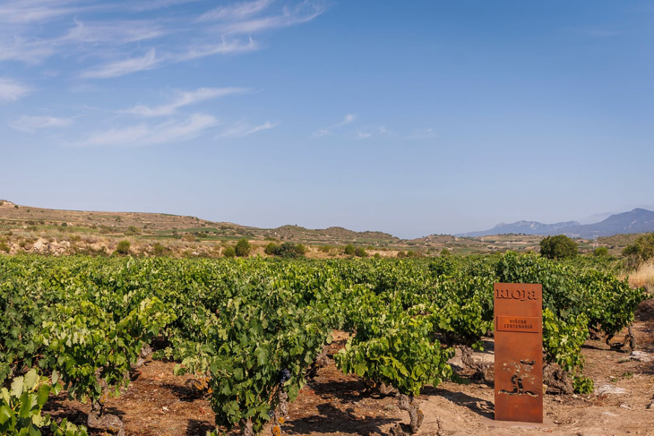 2-rioja-vinedo-viejo-centenario
