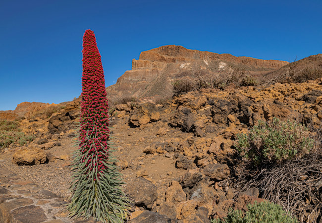 Parque Nacional del Teide, Tenerife 