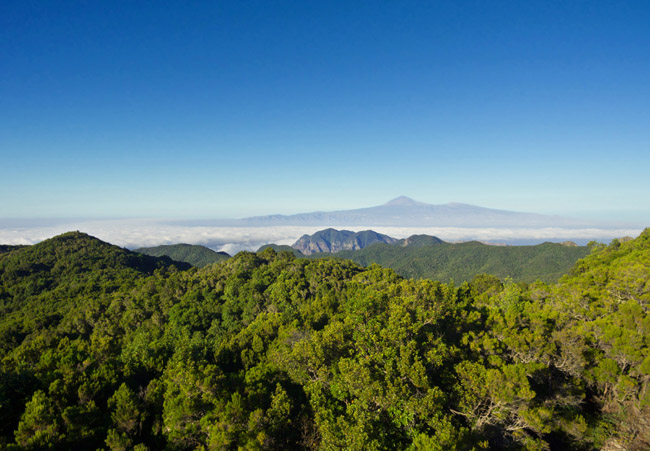 Parque Nacional de Garajonay, La Gomera