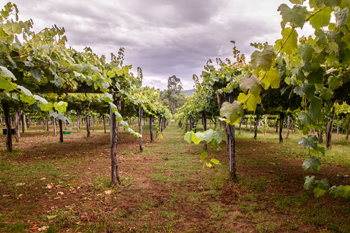 rias-baixas