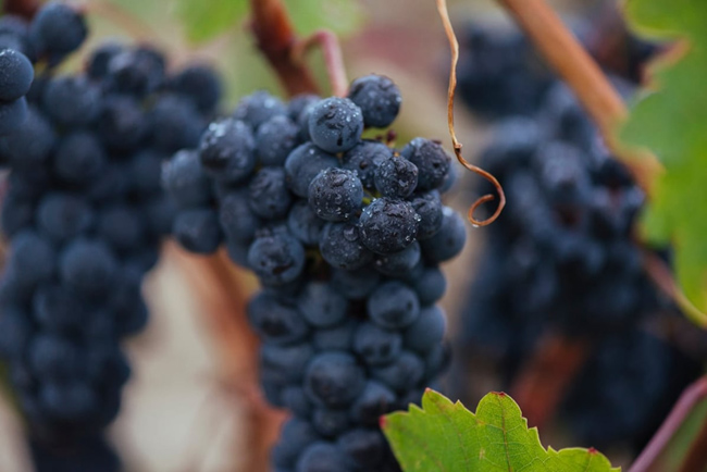 1-rioja-2025-excelente