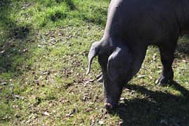 Cerdos pelan las bellotas