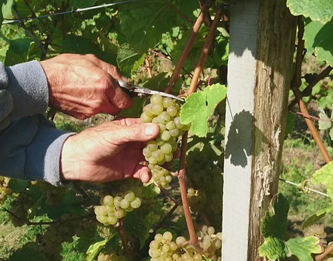 bodega-berroja