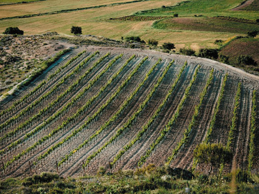 Bodegas y Viñedos Monteabellón