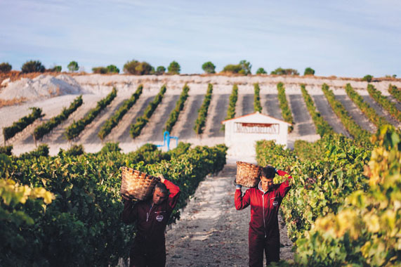 Bodegas y Viñedos Monteabellón