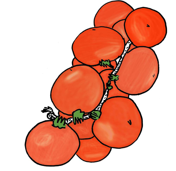 Tomate de penjar
